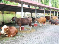 Semarak Idul Adha 1445 H, BP Batam Gelar Pemotongan Hewan Qurban