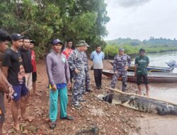 Update Pencarian Buaya Lepas di Pulau Bulan, 35 Ekor sudah Ditangkap