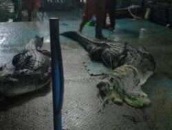 5 Buaya Pulau Bulan Ditangkap Tim Patroli Batam