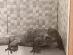 Petugas Damkar Evakuasi Biawak Besar di Frensiana Garden Batam