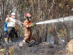 Kemarau Panjang Picu Kebakaran Hutan di Nongsa, Ariastuty Minta Warga Tingkatkan Kewaspadaan