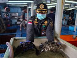 Laut Natuna, Harta Alam Indonesia yang Mendunia