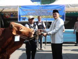 Polresta Barelang Sembelih 42 Hewan Kurban pada Iduladha 1447 H