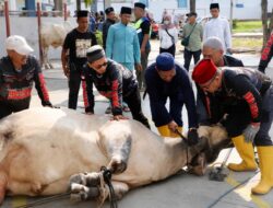 Pemko Batam Distribusikan 66 Hewan Kurban hingga ke Hinterland