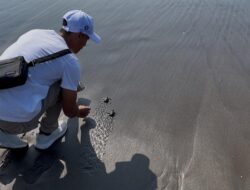Ajak Pelajar Isi Libur Sekolah dengan Aksi Peduli Lingkungan, Bank Indonesia bersama Pemkab Cilacap Aksi Lepas Tukik dan Bersih Pantai Cilacap