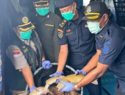 10.362 Ekor Ikan Asal Natuna Lolos Karantina, Diekspor ke Hong Kong Bernilai Rp1,1 Miliar
