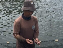 Dari Pulau Penjara ke Pasar Amerika, Udang Vaname Hasil Budidaya Warga Binaan Nusakambangan Tembus Ekspor