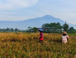 El Nino Menguat, BI Purwokerto Waspadai Ancaman Pasokan Beras dan Inflasi