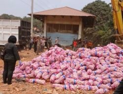 Karantina Kepri Musnahkan 29 Ton Bawang Putih Asal Cina yang Rusak